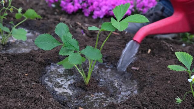 Gardener watering freshly planted strawberry seedlings from red watering can, plant hydration, growing berries, garden care, spring work on the garden plot. close-up. gardening concept.