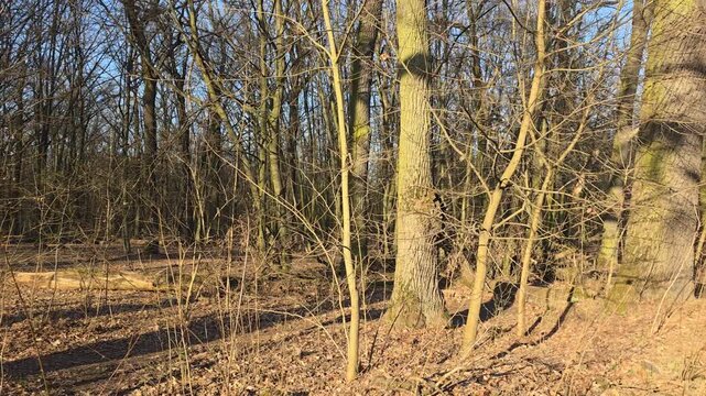 Rezerwat przyrody w podkowie leśnej im Bolesława Hryniewickiego