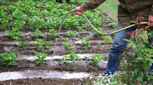 Female gardener watering garden strawberry beds with hose in spring. yard maintenance, seasonal chores, plant irrigation, gardening work.