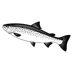 Obraz premium Salmon fish ink sketch isolated on white background hand drawn vector illustration in retro style for seafood themes
