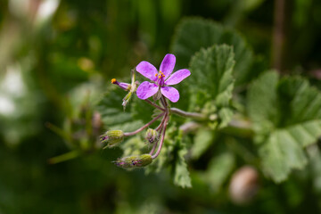 Close-up of a Tiny Purple Mallow-Leaved Stork's-Bill (Erodium Malacoides) Flower in Nature