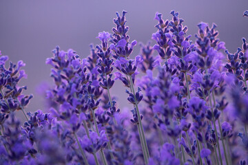 Fototapeta premium Lavender flowers purple, close-up vibrant aromatic blooms in a field with a soft bokeh background, tranquil and natural beauty