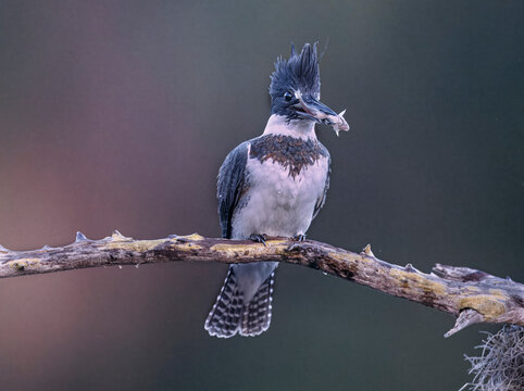 Kingfisher on Branch with Minnow