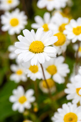 Bright Field of Common Daisies - Bellis Perennis - in Spring Sunlight - Macro View © Esin Deniz