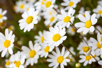 Bright Field of Common Daisies - Bellis Perennis - in Spring Sunlight - Macro View © Esin Deniz