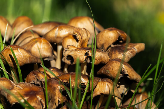  Cluster of Glistening Inkcap mushrooms (Coprinellus micaceus) in green grass.