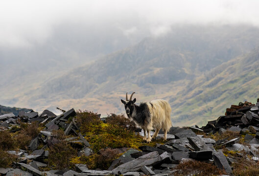 Lone feral mountain goat standing on a slate heap against a backdrop of mist-shrouded mountains