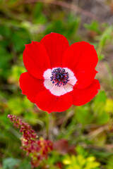 Obraz premium Wild flower in nature, spring season; anemone (Anemone coronaria)