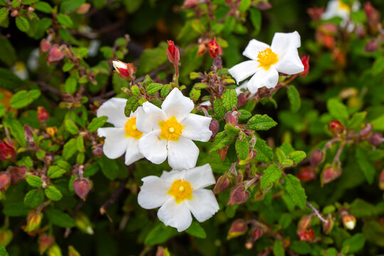 Laden; It is a plant species with white or pink flowers that make up the Cistus genus of the Cistaceae family.