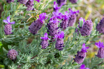 Close-up of French Lavender - Lavandula Stoechas - Wildflowers Blooming in Nature