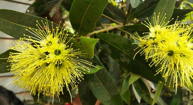 Vibrant yellow Golden Penda flowers (Xanthostemon chrysanthus) in full bloom with long stamens and green leaves.