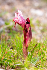 Obraz premium Close-up of a Rare Wild Tongue Orchid - Serapias - Blooming in its Natural Habitat