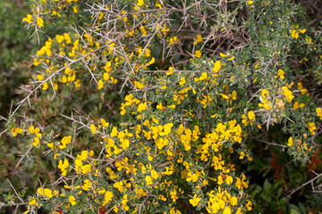 Close-up of Spiny Broom - Calicotome villosa - with Vibrant Yellow Flowers in Spring