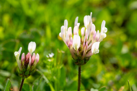 Close-up of White Clover - Trifolium - Wildflowers Blooming in a Green Spring Meadow