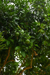 green lime tree