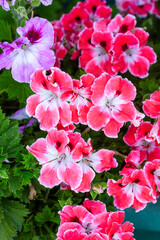 Fototapeta premium Close-up of Vibrant Pink and White Regal Geranium (Pelargonium grandiflorum