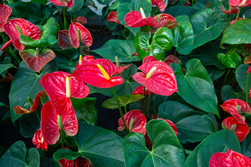 Fototapeta premium Group of Vibrant Red Anthurium (Flamingo Flower) Plants with Lush Green Leaves