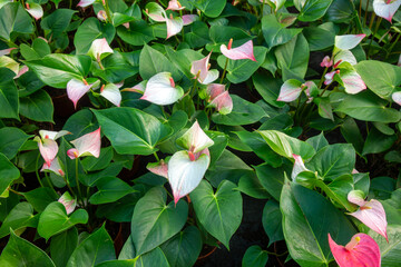 Naklejka premium Group of Delicate White and Pink Anthurium (Flamingo Flower) Plants with Lush Green Leaves