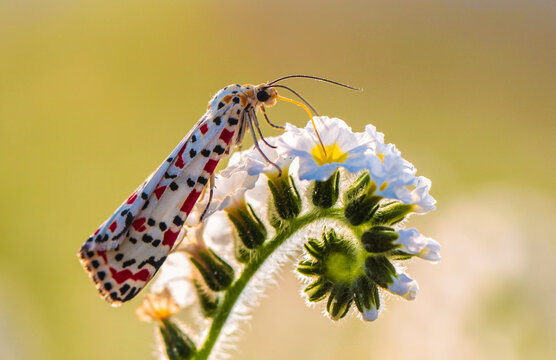 Macro of Crimson-Speckled Moth (Utetheisa pulchella) Feeding on White Heliotropium Flower
