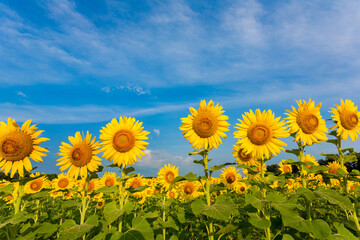 Fototapeta premium 63801-07520 Sunflower field Sam Parr State Park Jasper County, IL