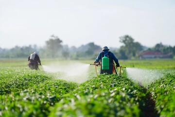 Fototapeta premium Farmers spray crops in green field for pest control and growth in modern agricultural practices