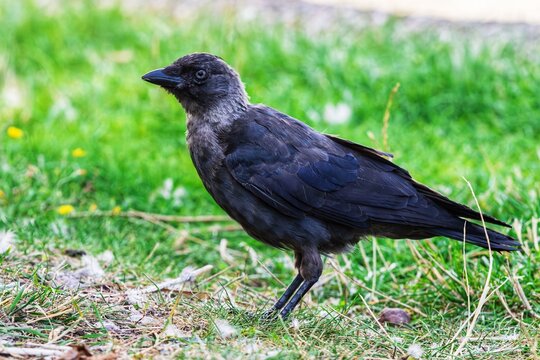 crow on the grass