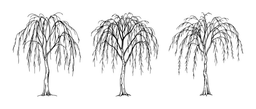 Weeping willow tree set with elegant trailing branches featuring fine line art, delicate design, nature illustration with botanical element and graceful silhouette