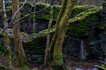 Obraz premium Moss-covered slate walls of a ruined industrial building reclaimed by woodland at Dorothea slate quarry