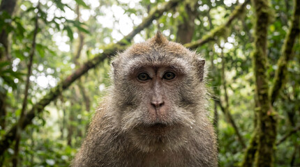 Obraz premium Monkey Face Portrait Close Up in Lush Green Forest with Mossy Branches