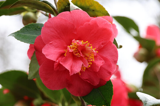 Camellia japonica 'Clarise Carleton'. Single close up of large loose orange red semi double camellia flower. 