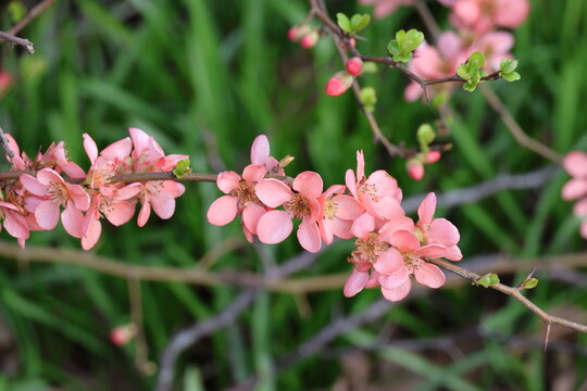 Chaenomeles &times; superba 'Coral Sea'. Close up branch with clusters of delicate salmon pink cup shaped ornamental quince flowers. 