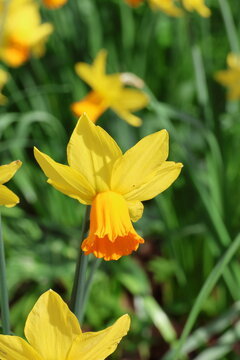 Narcissus 'Jetfire'. Single close up image of a daffodil with an orange trumpet and yellow reflexed outer petals.  