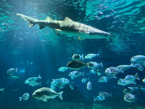 Acquario Marino &ndash; Squalo, Pesci Tropicali e Coralli Colorati