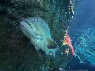 Acquario Marino – Pesci Tropicali e Coralli Colorati © Stefano Gasparotto