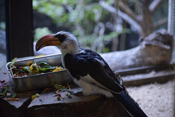 Von der Deckens hornbill sitting on a windowsill in zoo close up © MARIA – Nature
