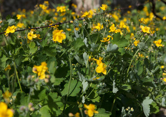 Obraz premium Chelidonium - poisonous plant with healing properties. A close-up view of vibrant yellow wildflowers growing among green foliage