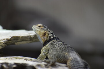 Obraz premium Spiny iguana Sceloporus sitting on surface close up