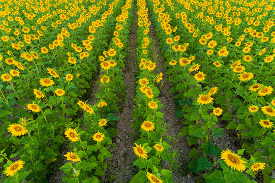 63801-15211 Aerial view of sunflower field Sam Parr State Park Jasper Co. IL