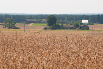 pole ze zbożem © marsad