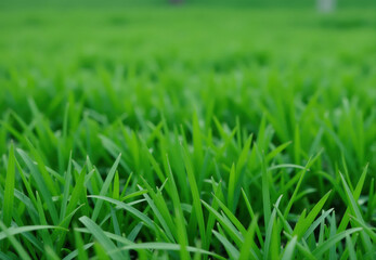 Fototapeta premium Close-up Photograph of Green Grass Blades