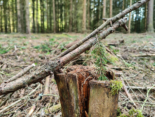 Fototapeta premium Close-up of a weathered tree stump with twisted branches and a young pine seedling emerging. Moss and forest floor with dried leaves and distant trees create a serene woodland scene.