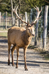 Fototapeta premium Red deer stag standing on a rural path with large antlers in natural wildlife environment