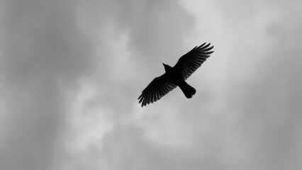 Fototapeta premium Black Crow Soaring in Overcast Grey Sky