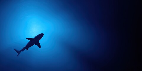 Fototapeta premium Minimalist underwater shot of a shark swimming in the deep blue abyss