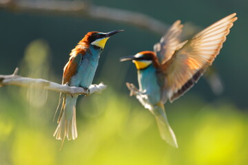 Fototapeta premium uropean Bee-eater (merops apiaster) Landing Next to Perched Bird on Branch in Golden Evening Light