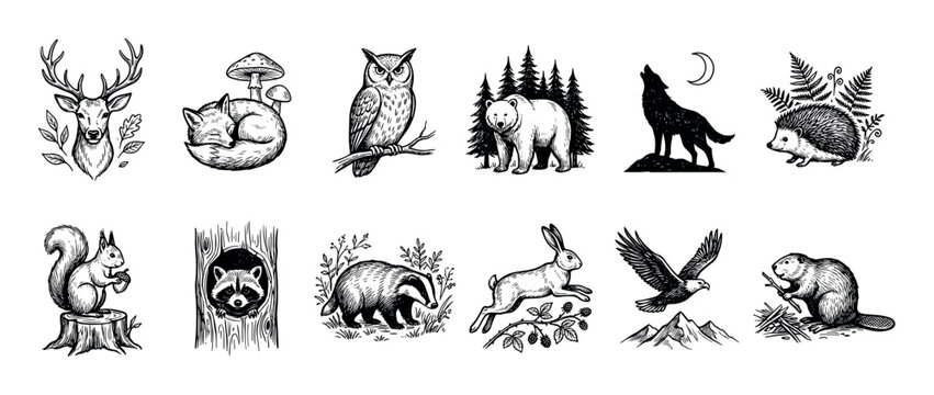 Hand-drawn forest animal illustrations set in a vintage engraving style featuring a deer, fox, bear, wolf, owl, and other woodland creatures for a classic, natural design element