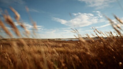 Fototapeta premium Tranquil Prairie Landscape with Golden Grass and Lake