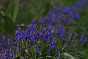 Muscari neglectum, hyacinth flowers in the spring garden