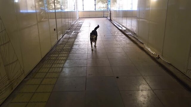 Homeless stray dog with a happy wagging tail walking through a pedestrian underpass