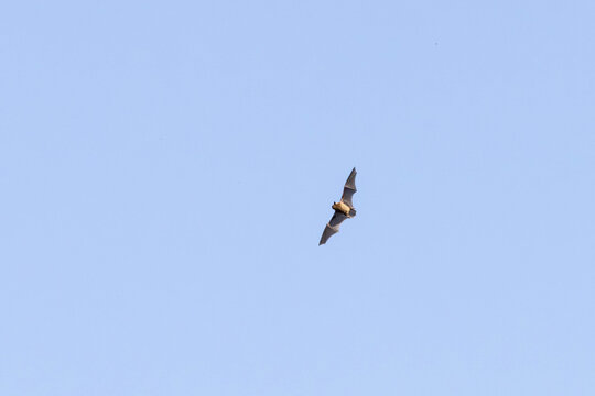 Fledermaus im Flug